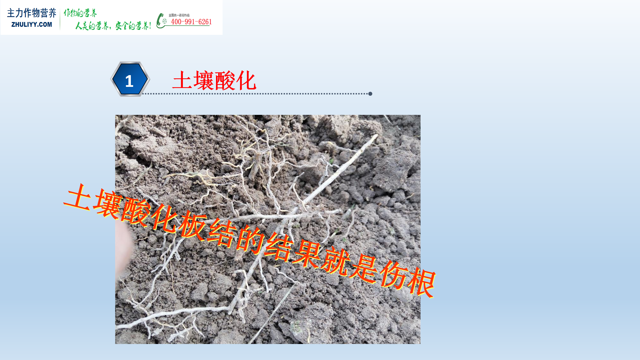 土壤酸化板结症状